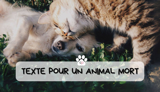 Texte Pour Un Animal Mort