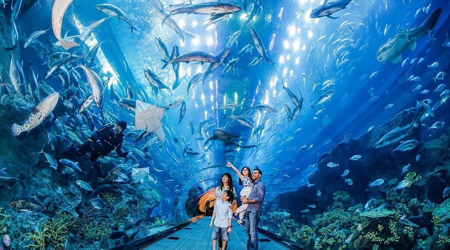 Une Visite Émerveillée au Zoo ou à l'Aquarium