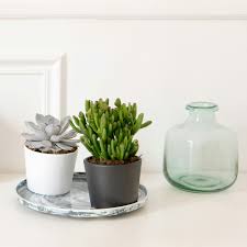 Mini plante grasse en pot céramique de chez Bergamotte
